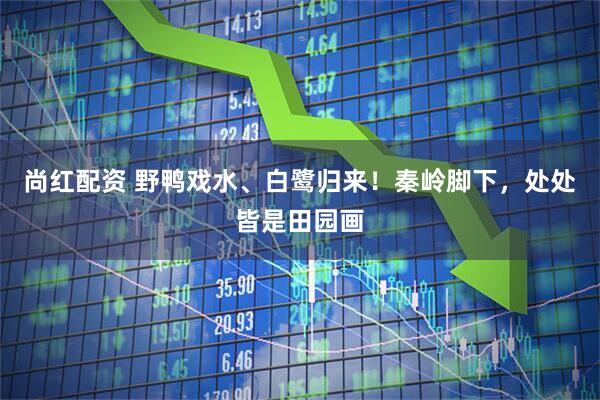 尚红配资 野鸭戏水、白鹭归来！秦岭脚下，处处皆是田园画